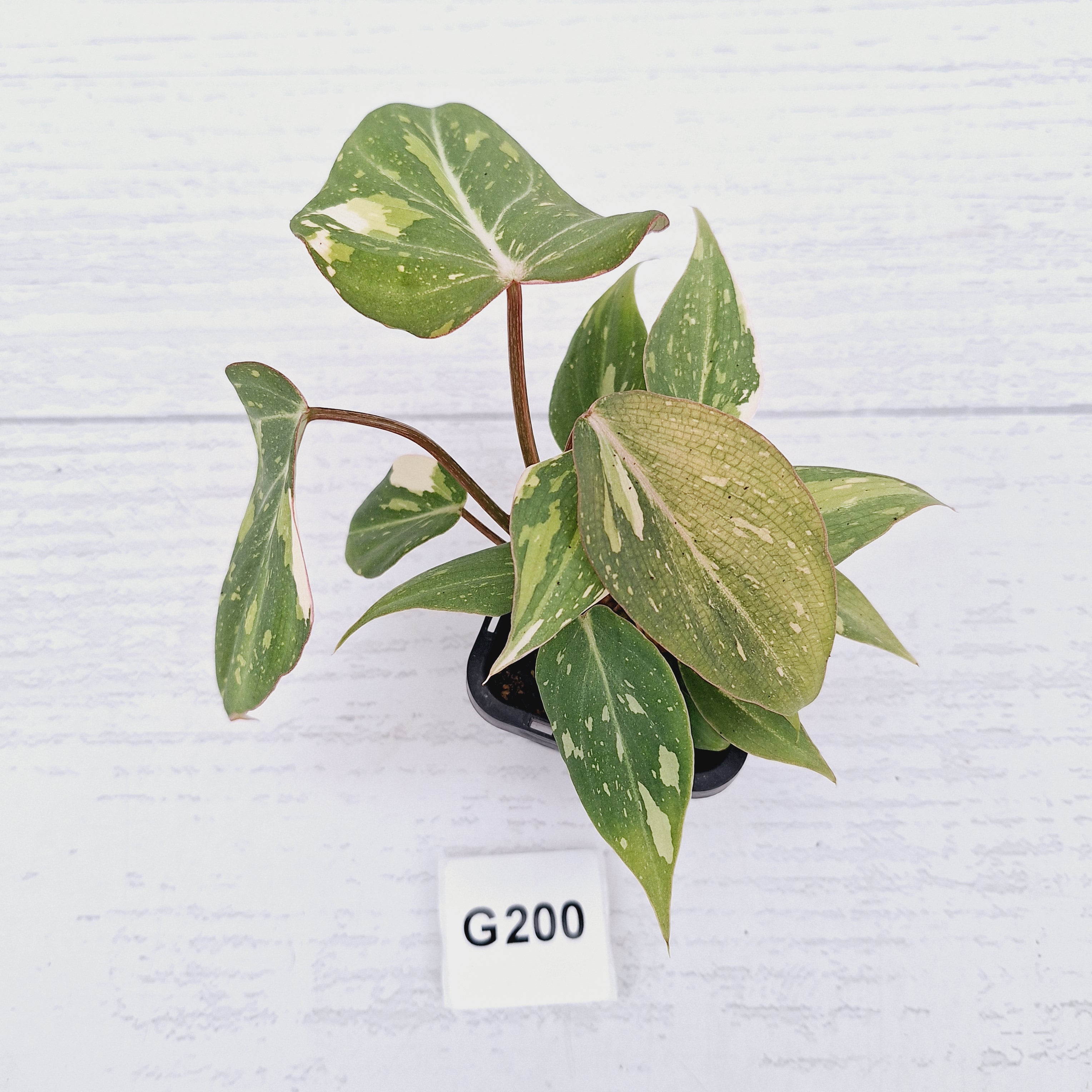 Philodendron gloriosum white vien variegata - SALE