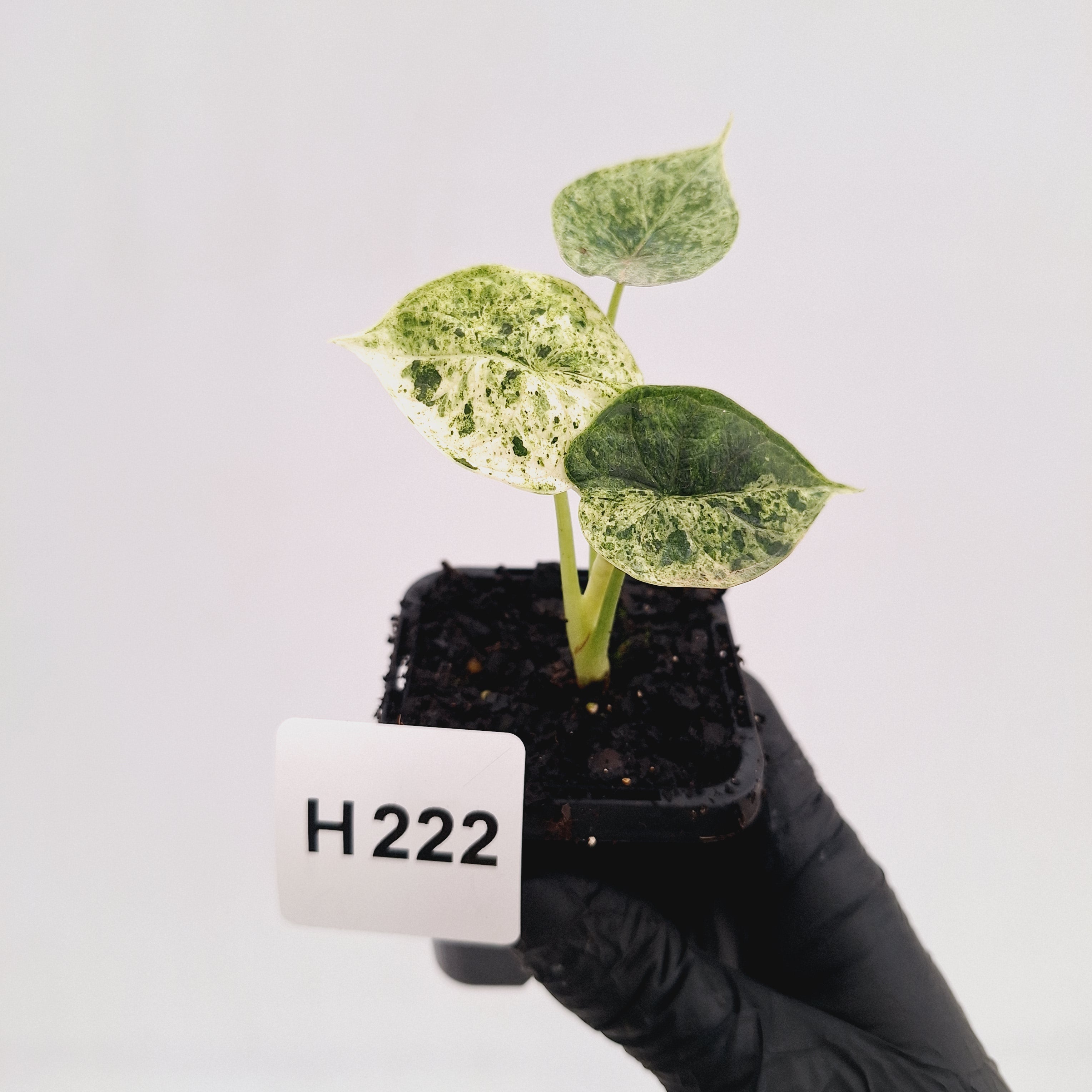 Alocasia baginda ‘Dragon Scale Mint'