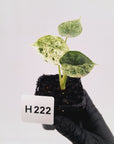 Alocasia baginda ‘Dragon Scale Mint'
