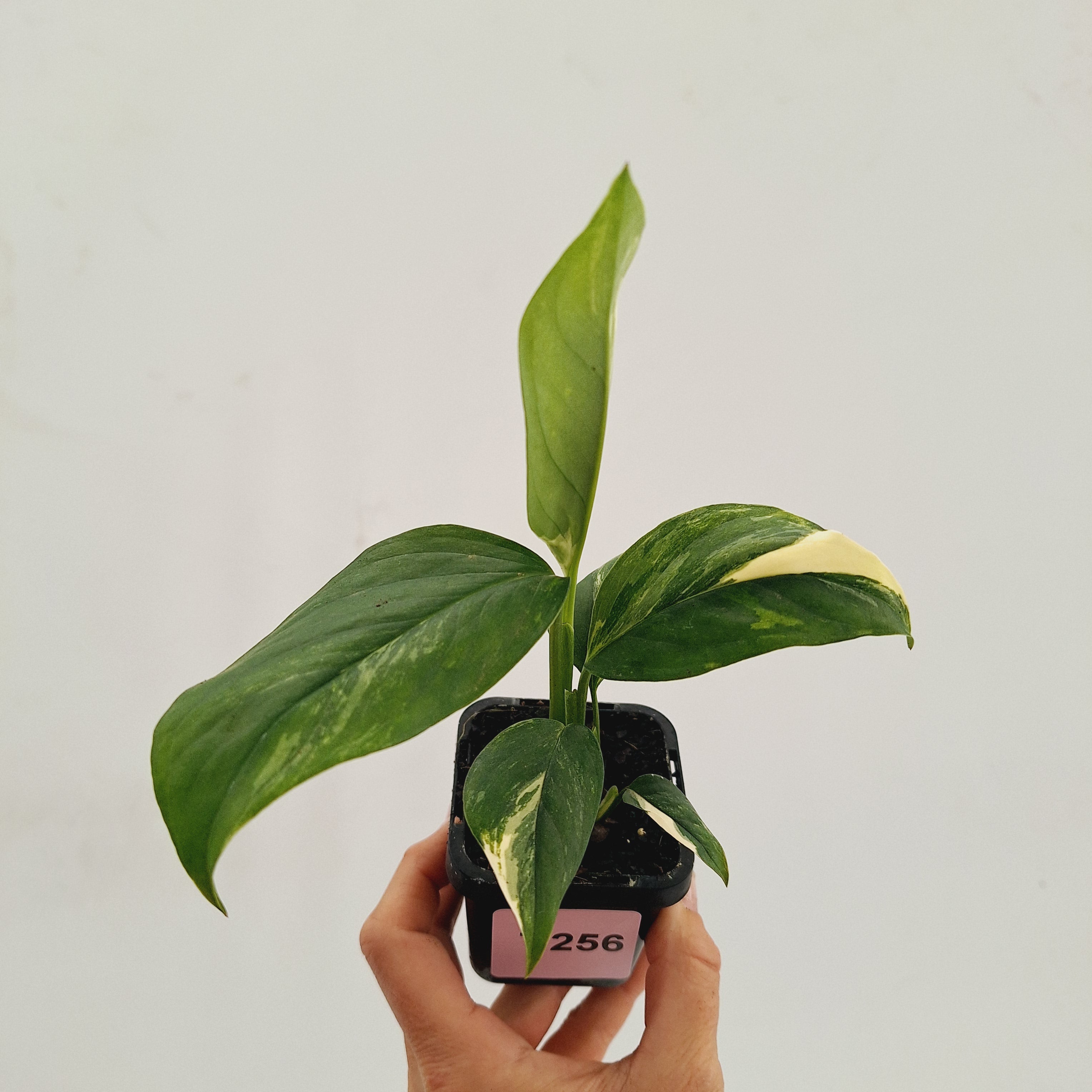Monstera Lechleriana Variegated