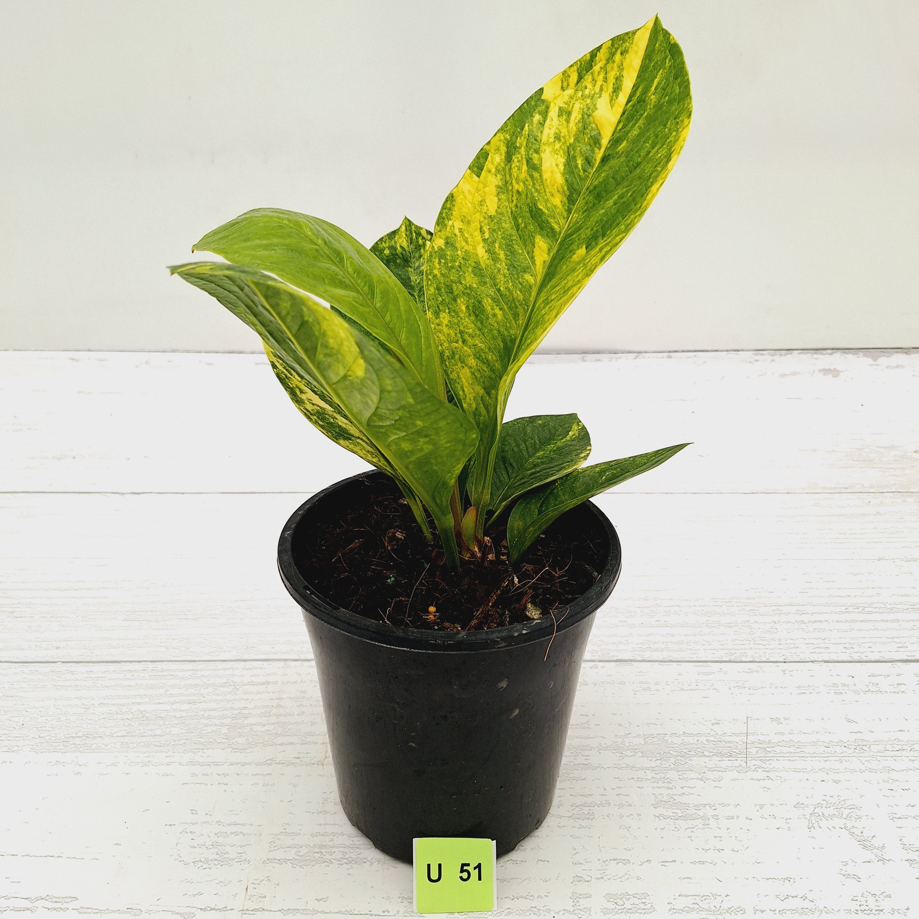 Anthurium jenmanii Variegata