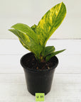Anthurium jenmanii Variegata