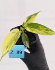Philodendron pedatum Florida Beauty