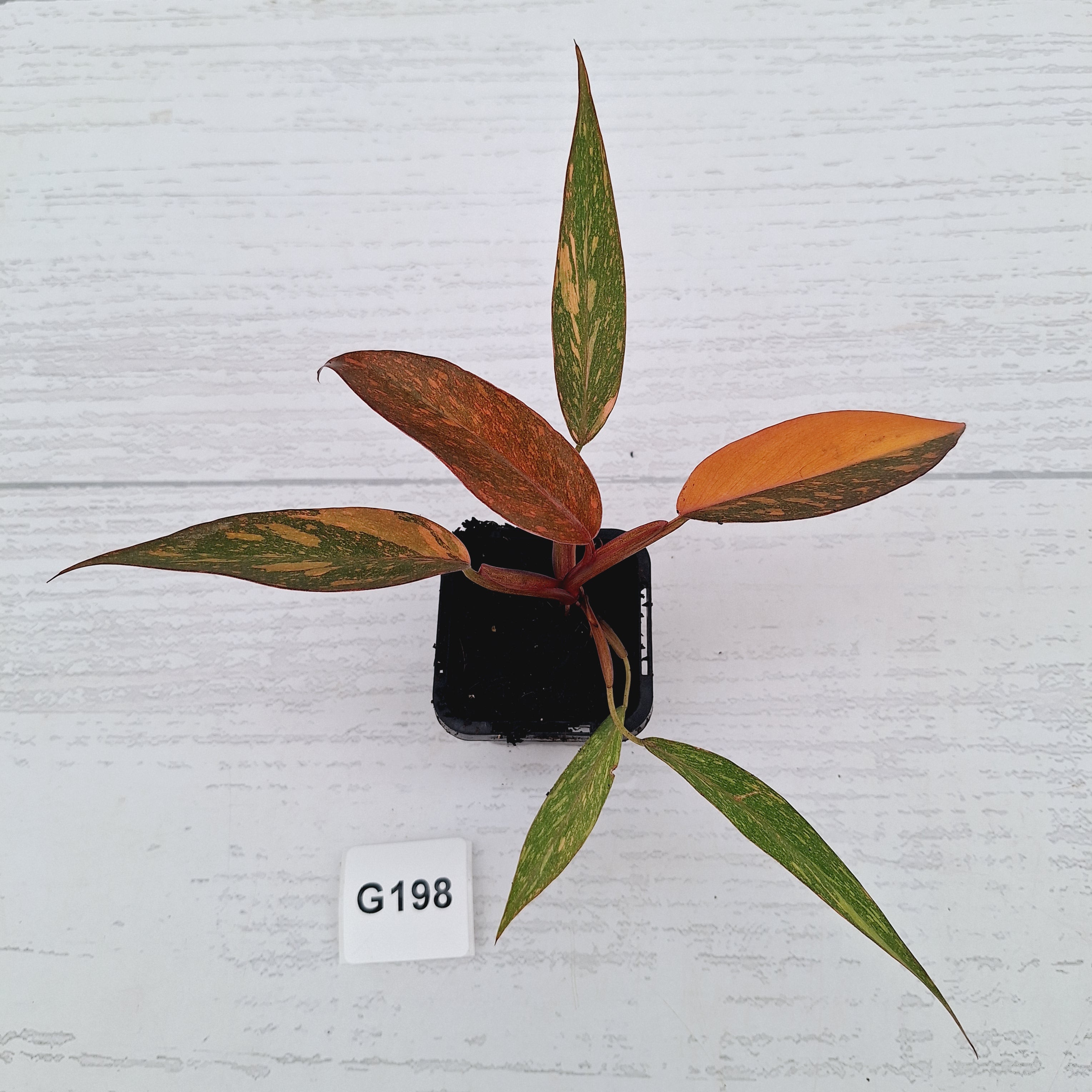 Philodendron 'Orange Princess'