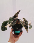 Alocasia macrorrhizos 'plumbea Variegata'