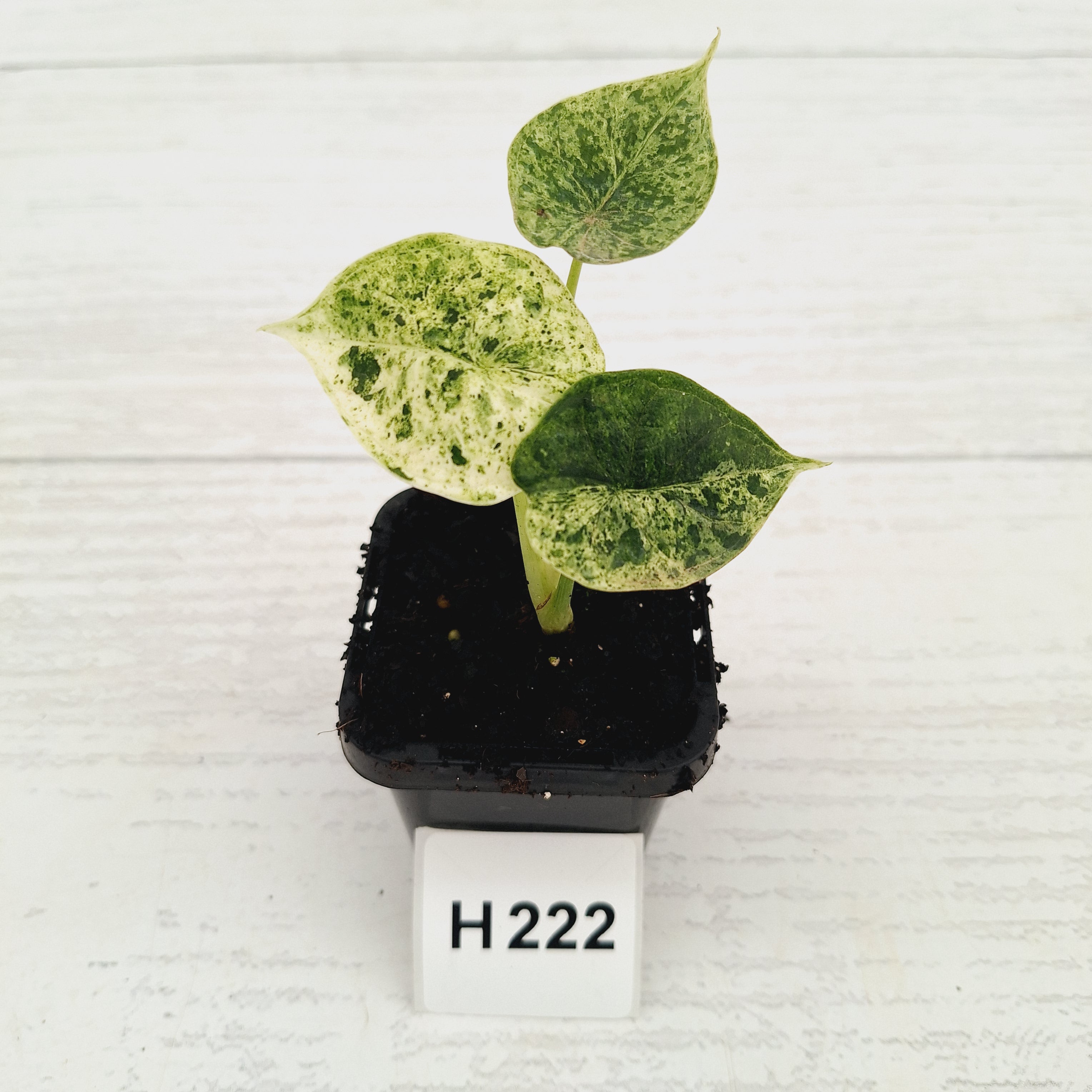 Alocasia baginda ‘Dragon Scale Mint'