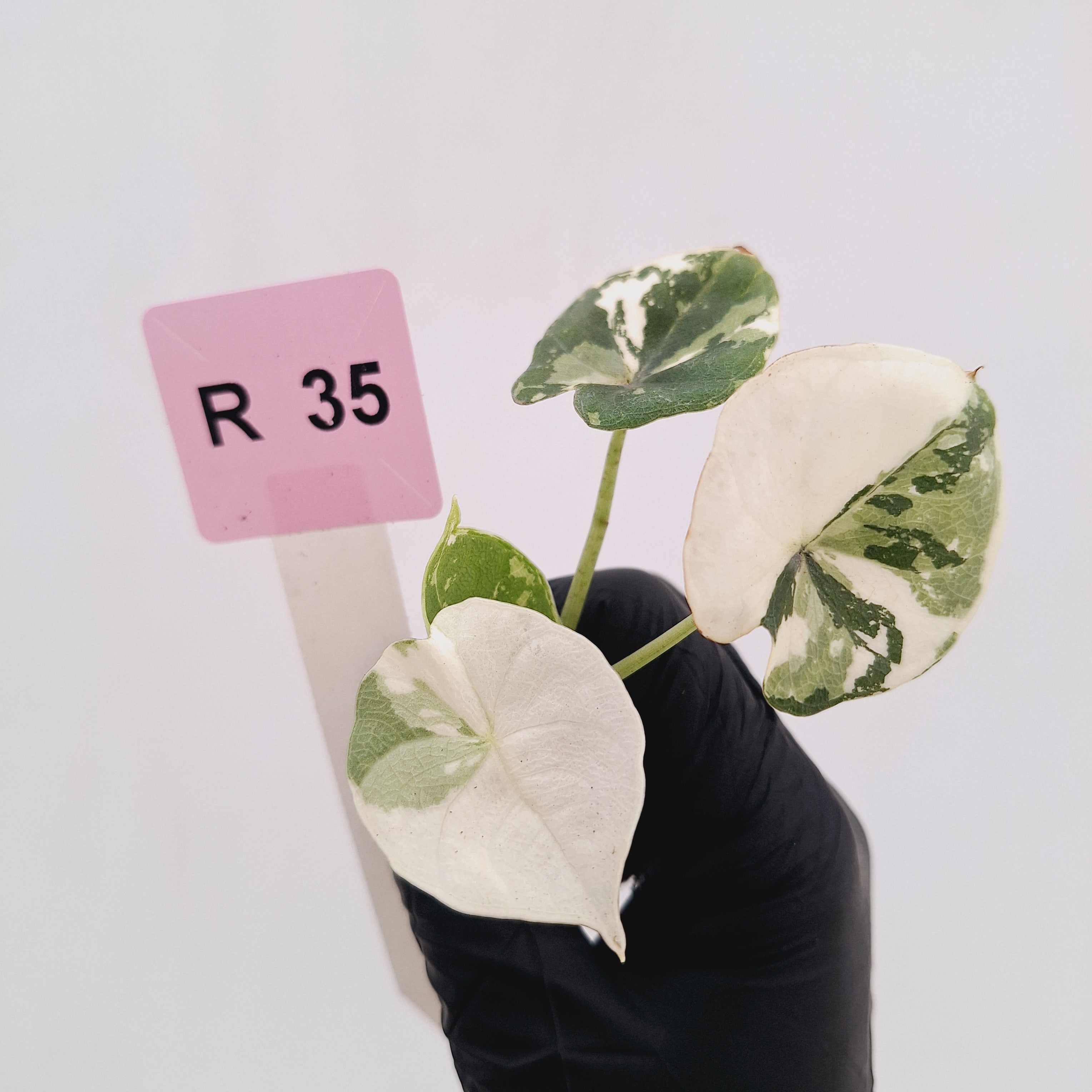 Alocasia melo 'Rhino Skin' Variegata - Bare Bottom Baby