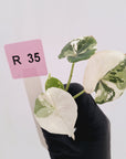 Alocasia melo 'Rhino Skin' Variegata - Bare Bottom Baby
