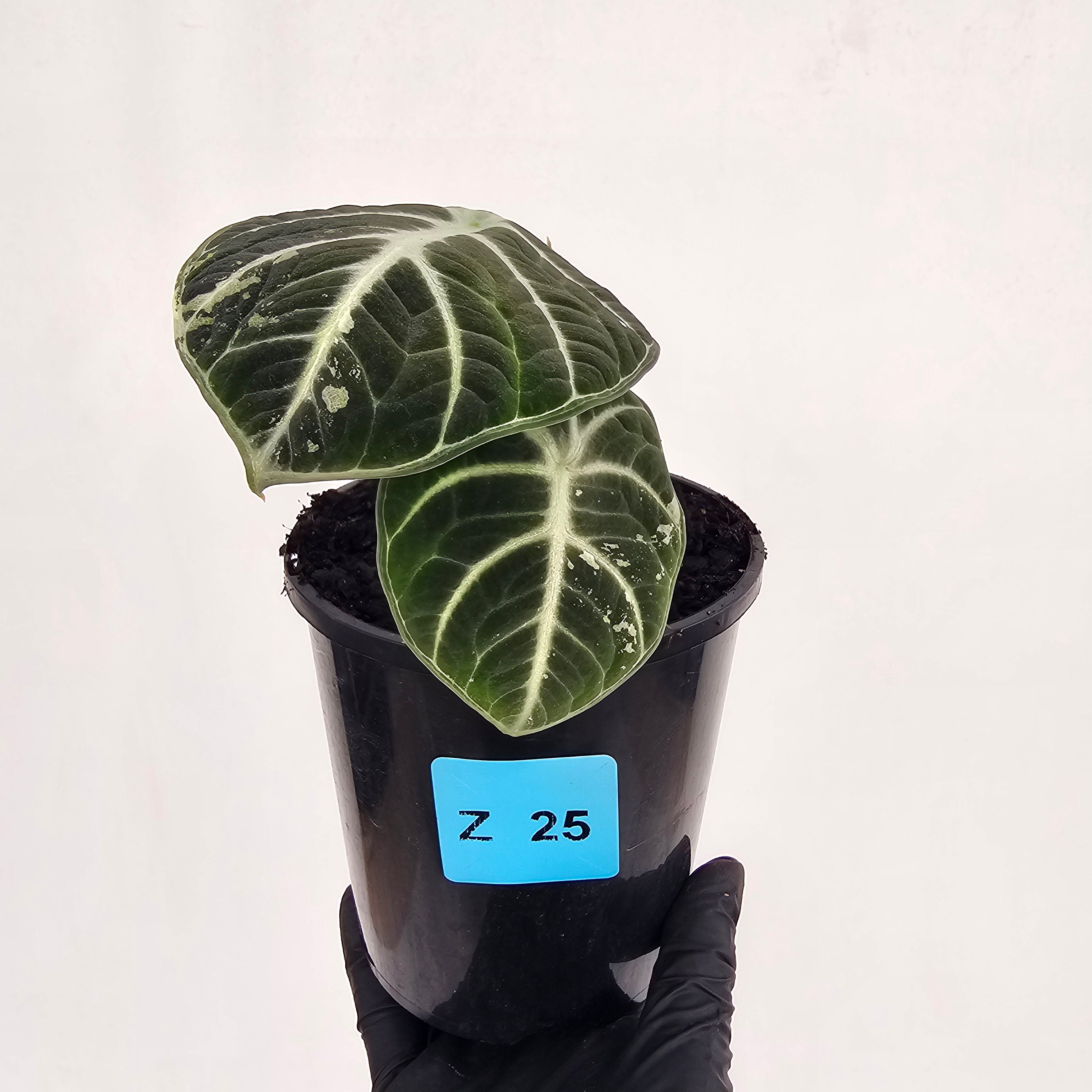 Alocasia reginula 'Ninja Variegata'