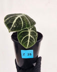 Alocasia reginula 'Ninja Variegata'
