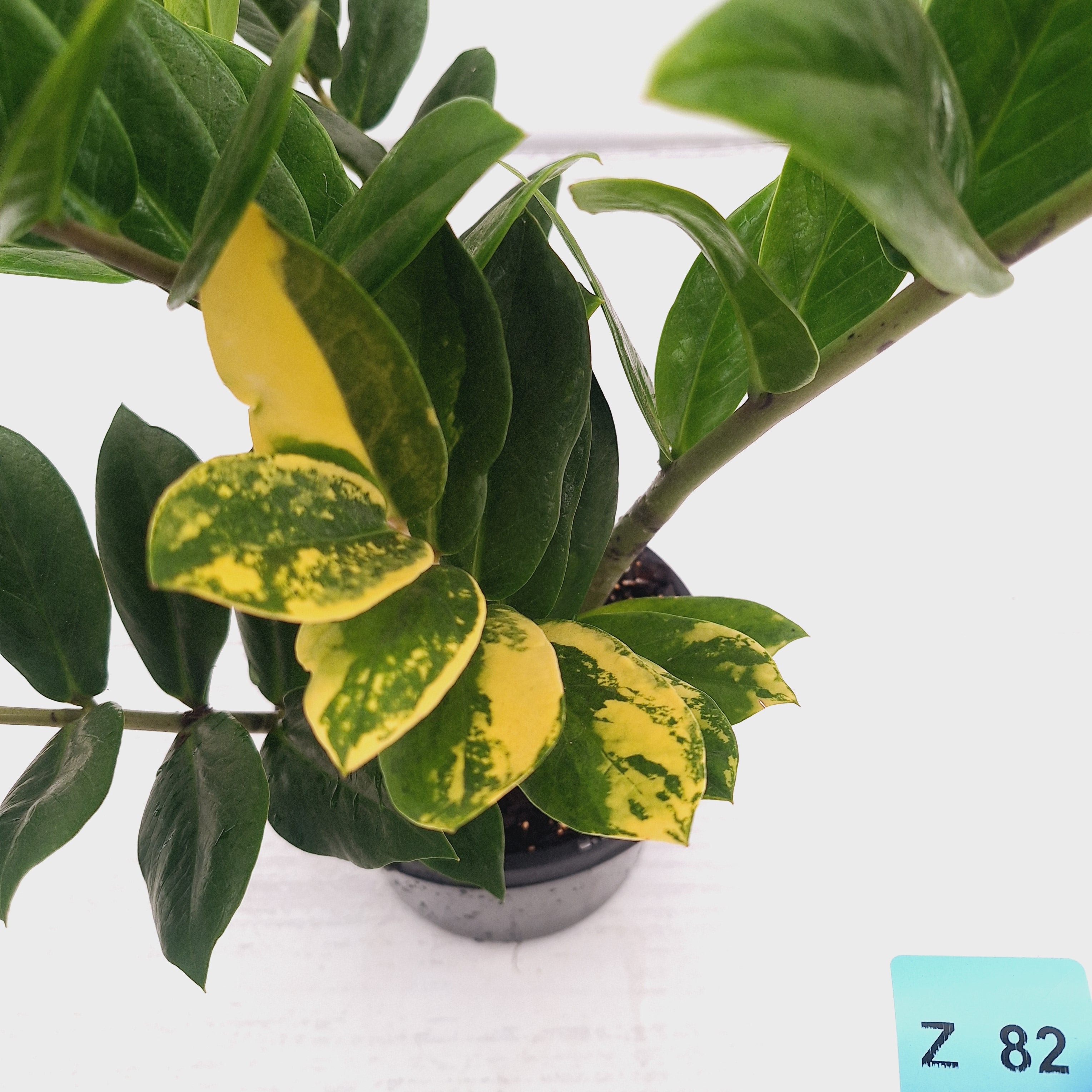 Zamioculcas zamiifolia Variegated ZZ Plant