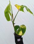 Monstera borsigiana Aurea