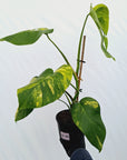 Monstera borsigiana Aurea