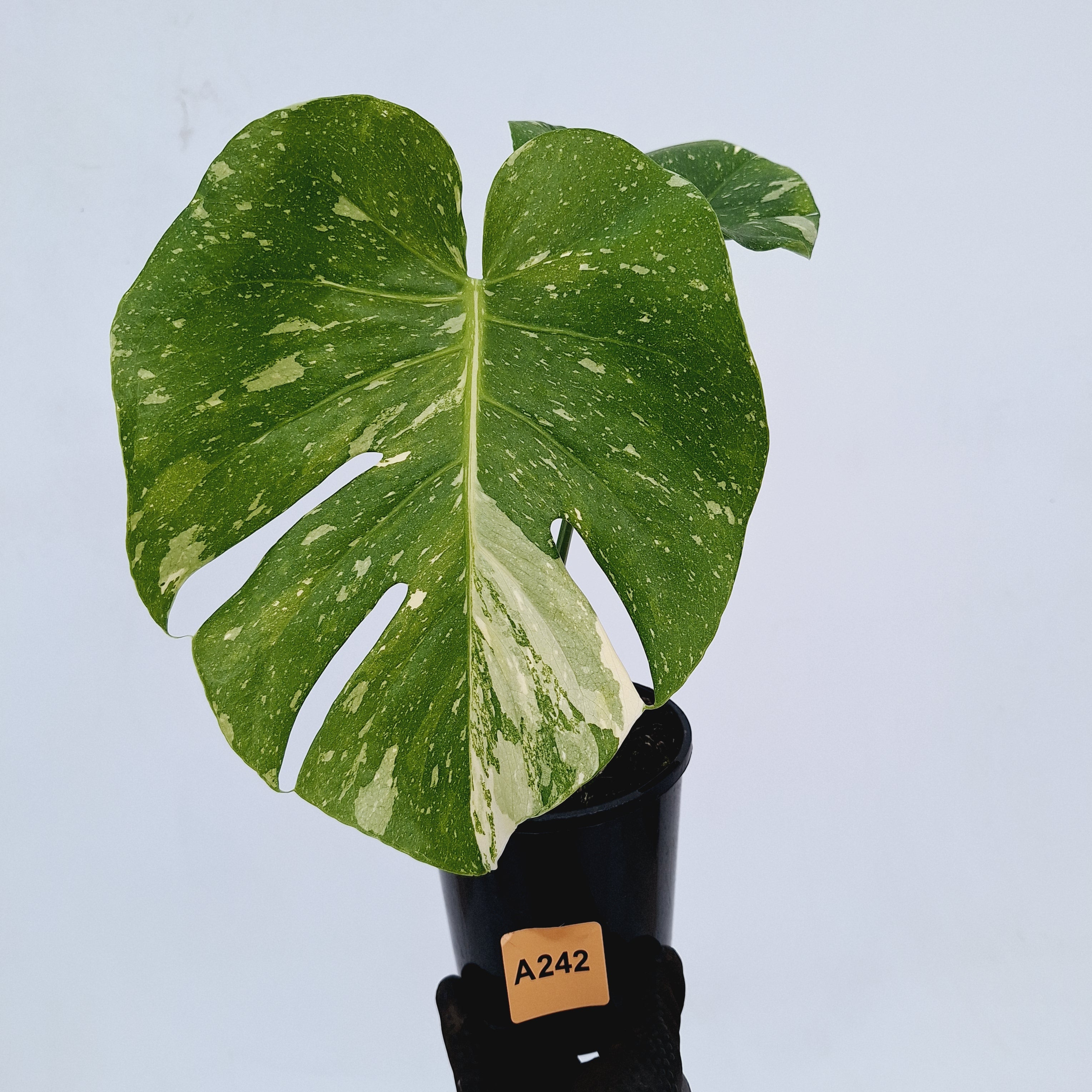 Monstera deliciosa Thai Constellation