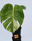 Monstera deliciosa Thai Constellation