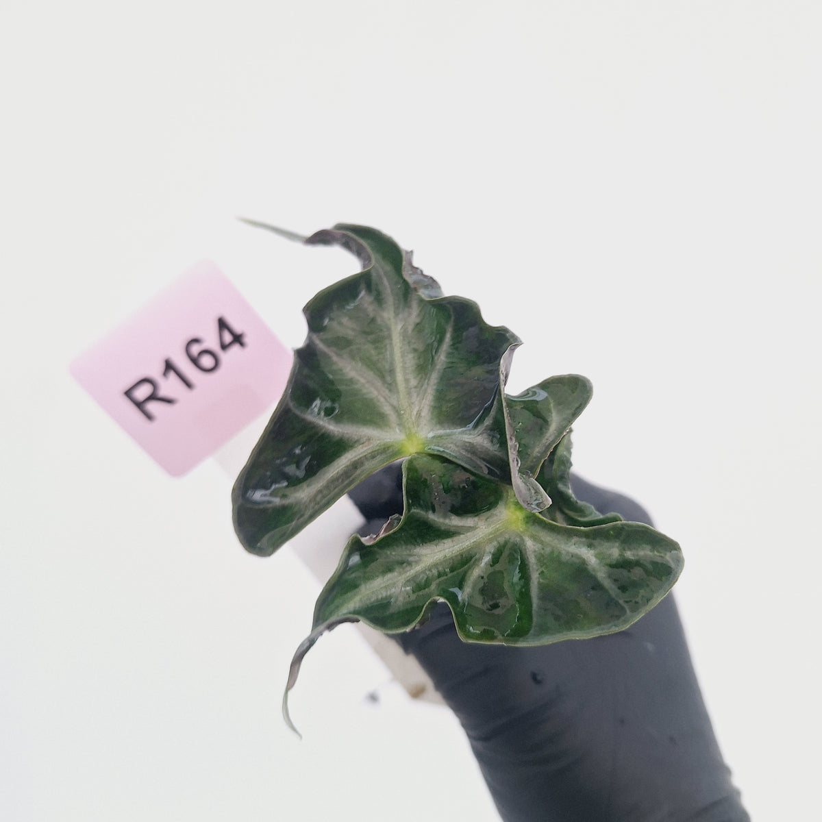 Alocasia ‘Loco’- Bare Bottom Baby - SALE