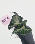 Alocasia ‘Loco’- Bare Bottom Baby - SALE