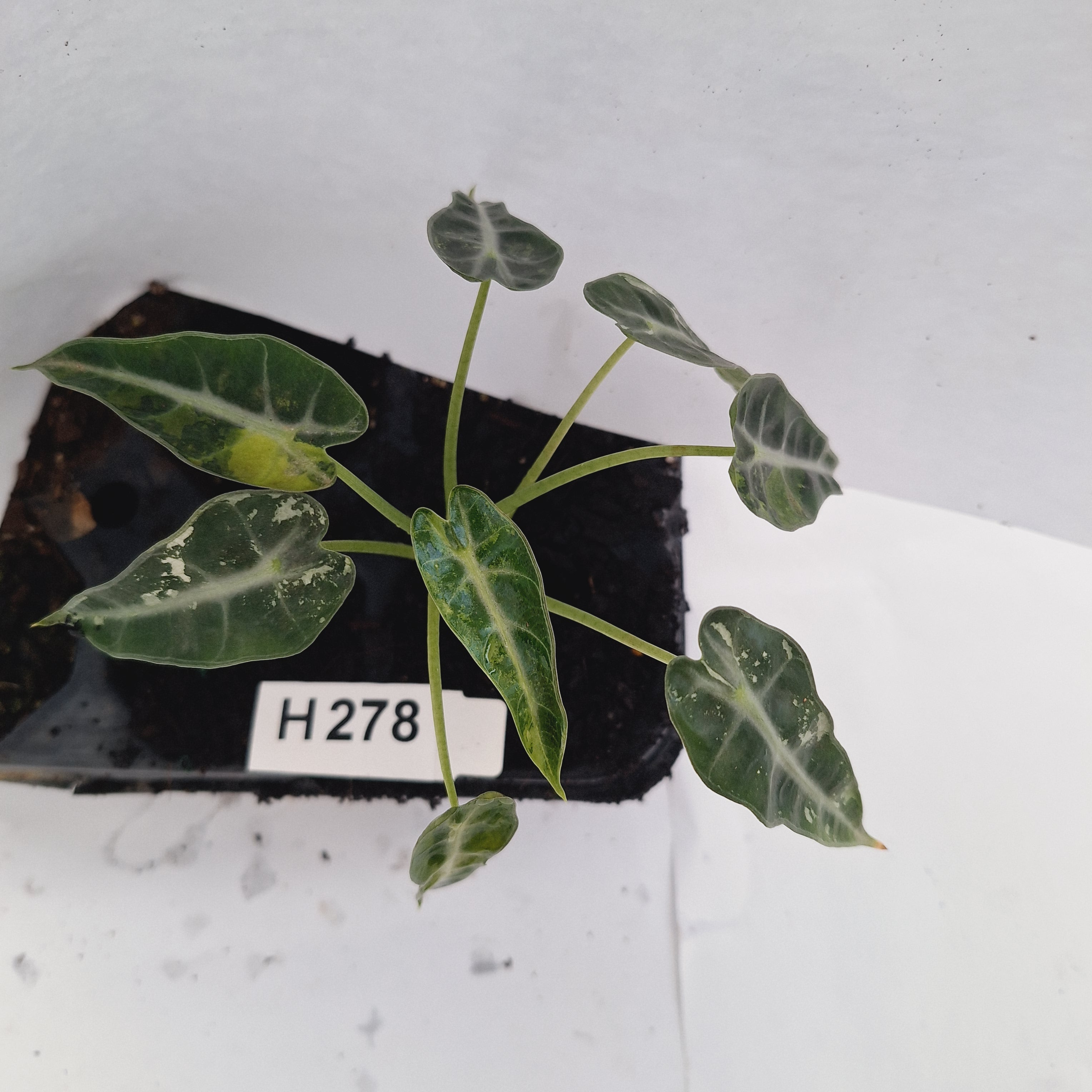 Alocasia Amazonica  bambino Variegata - Bare Bottom Baby - SALE