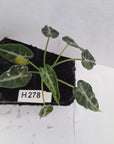 Alocasia Amazonica  bambino Variegata - Bare Bottom Baby - SALE