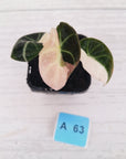 Alocasia reginula 'Black Velvet variegata'