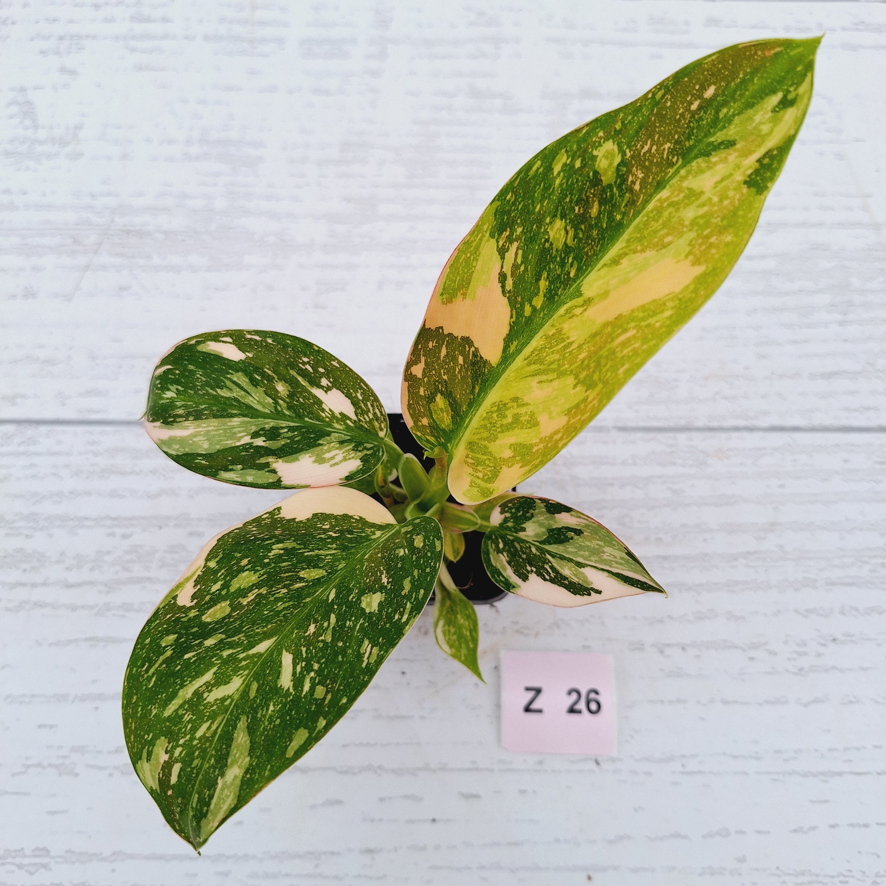Philodendron Green Congo Variegata (Nuclear)