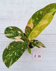 Philodendron Green Congo Variegata (Nuclear)