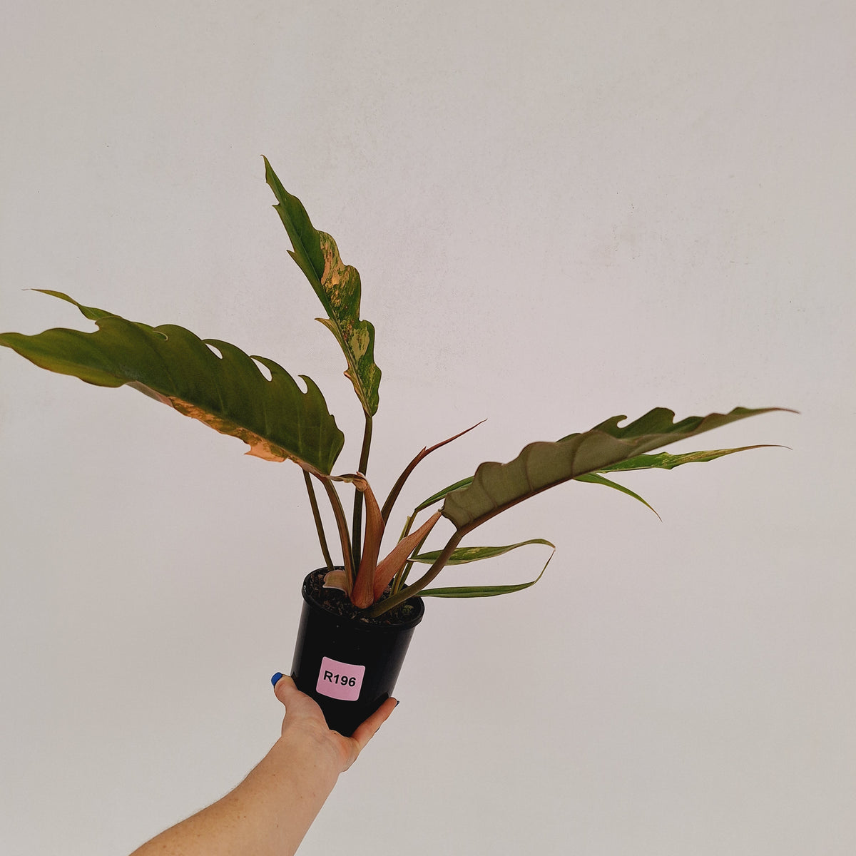 Philodendron serratum 'Caramel Marble'