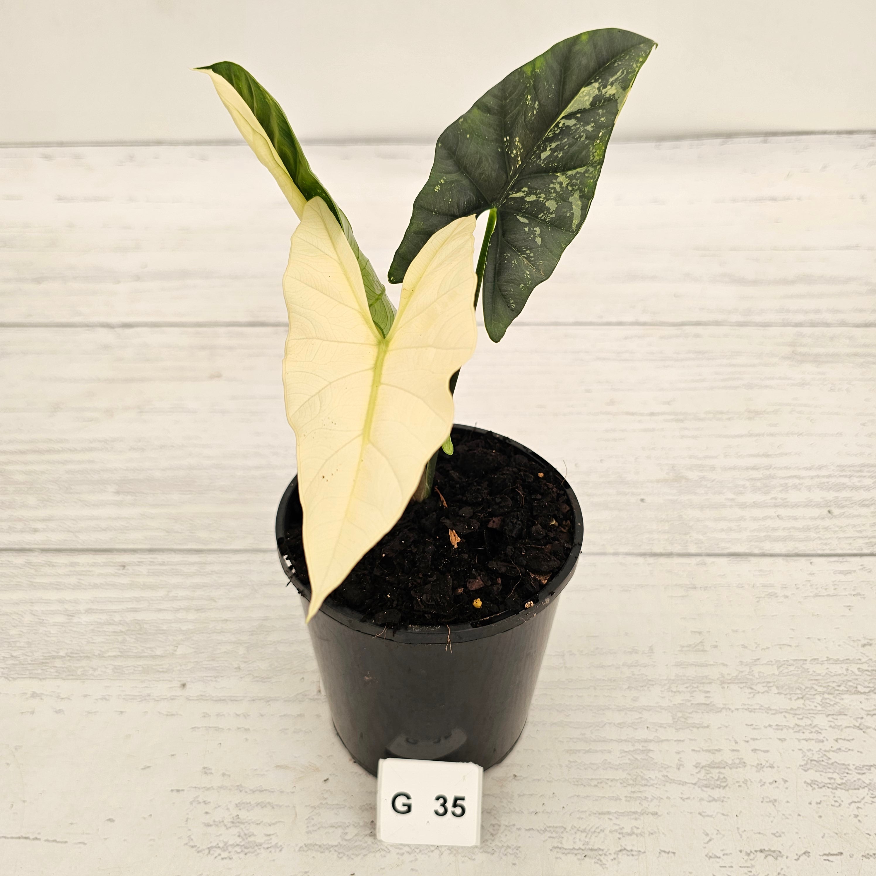 Alocasia ‘Simpo Albo’ Variegata - SALE