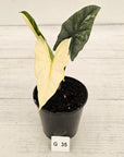 Alocasia ‘Simpo Albo’ Variegata - SALE