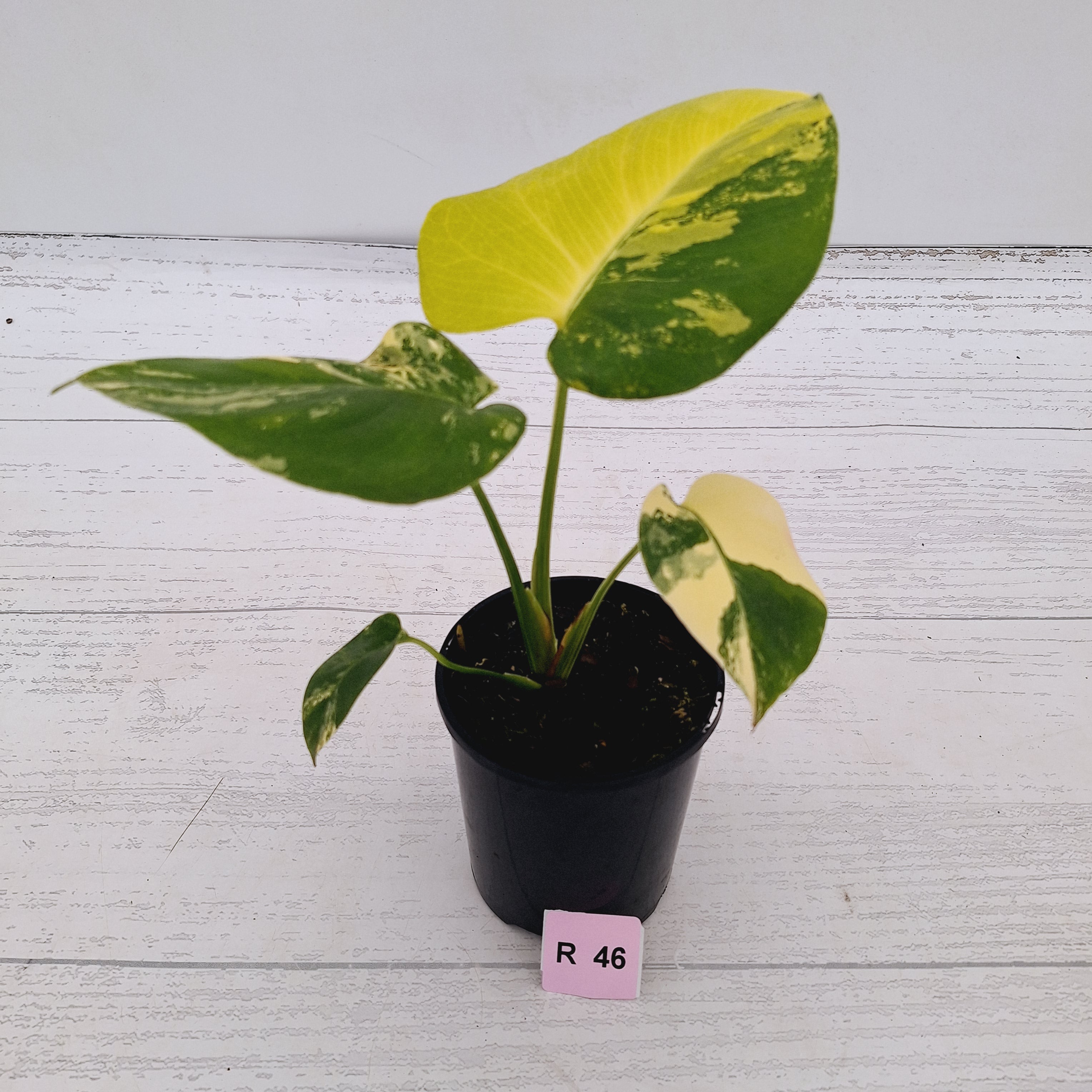 Monstera deliciosa Variegata