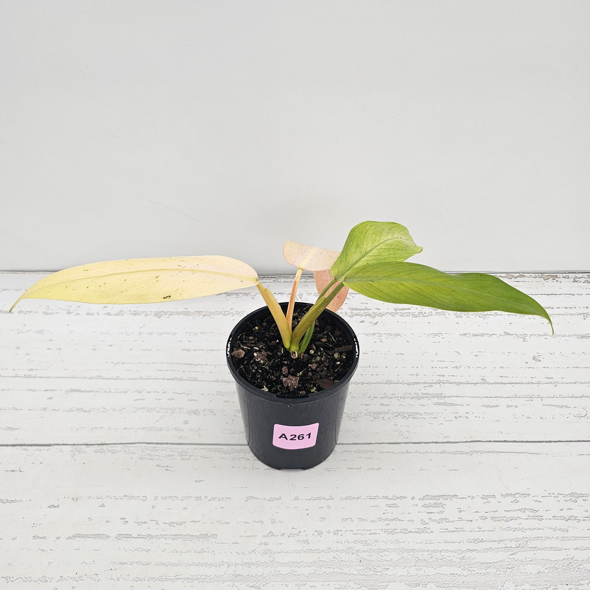 Philodendron  'Whipple Way' SALE