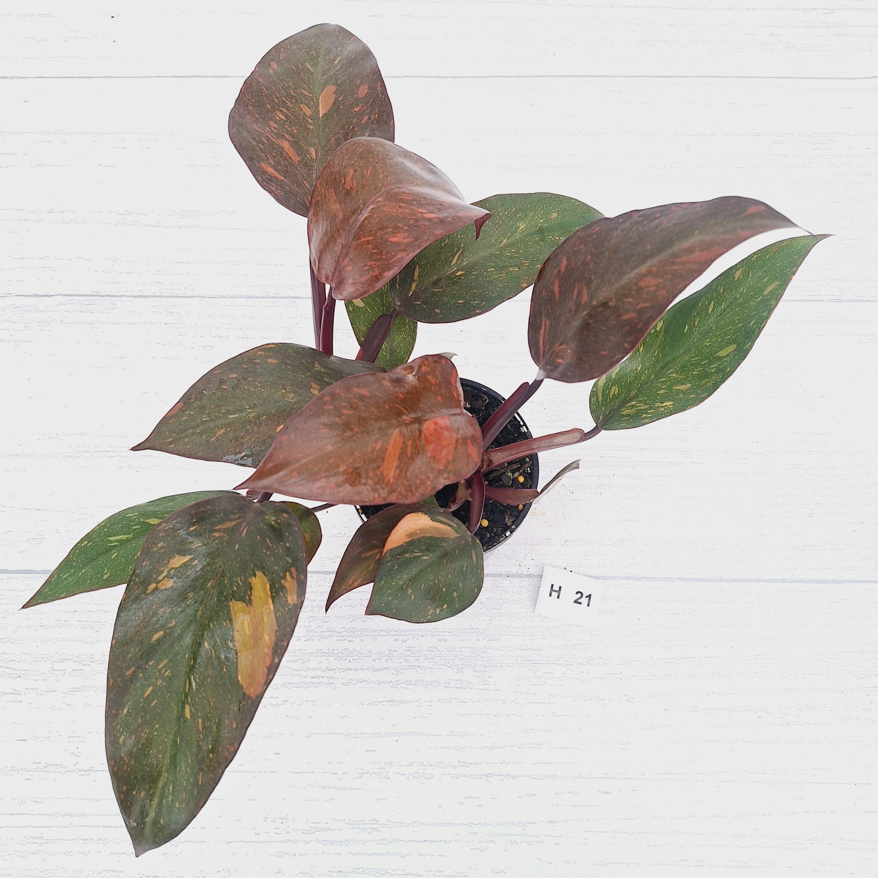 Philodendron 'Orange Princess' - FLASH SALE