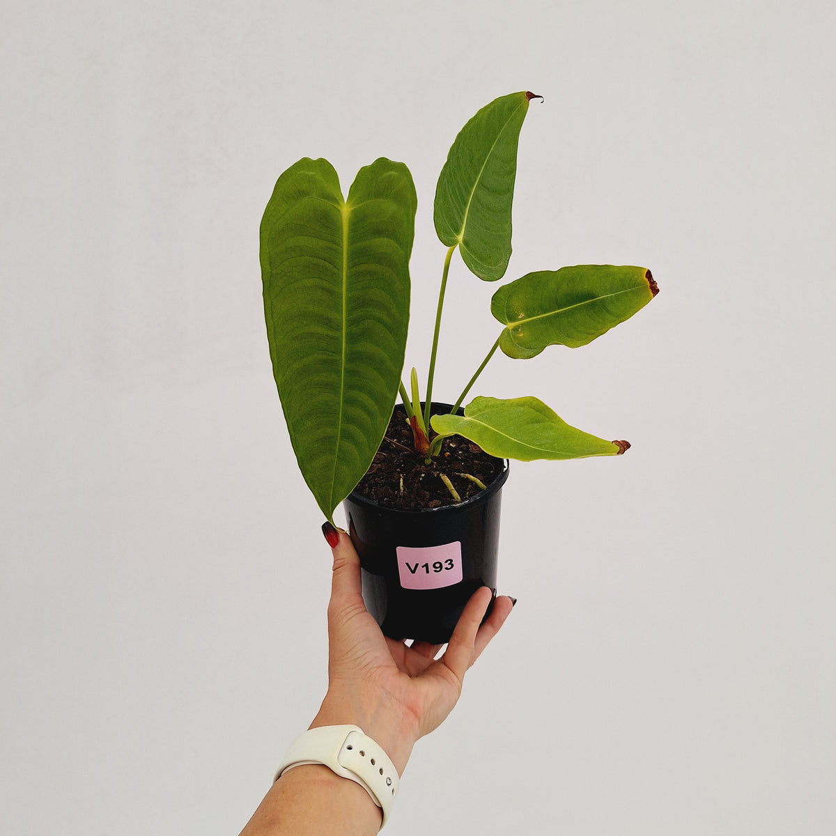 Anthurium veitchii