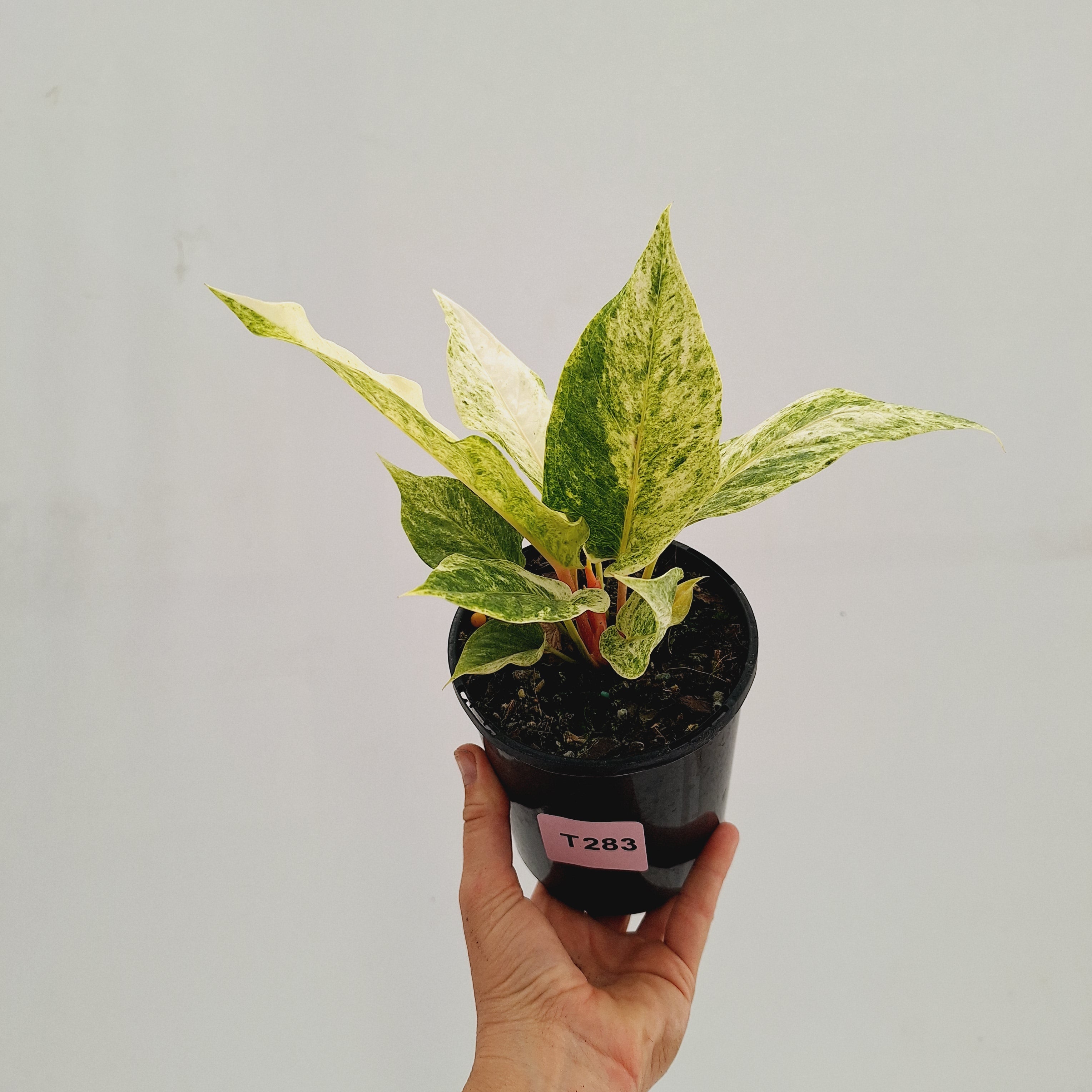 Anthurium Hookeri NOID
