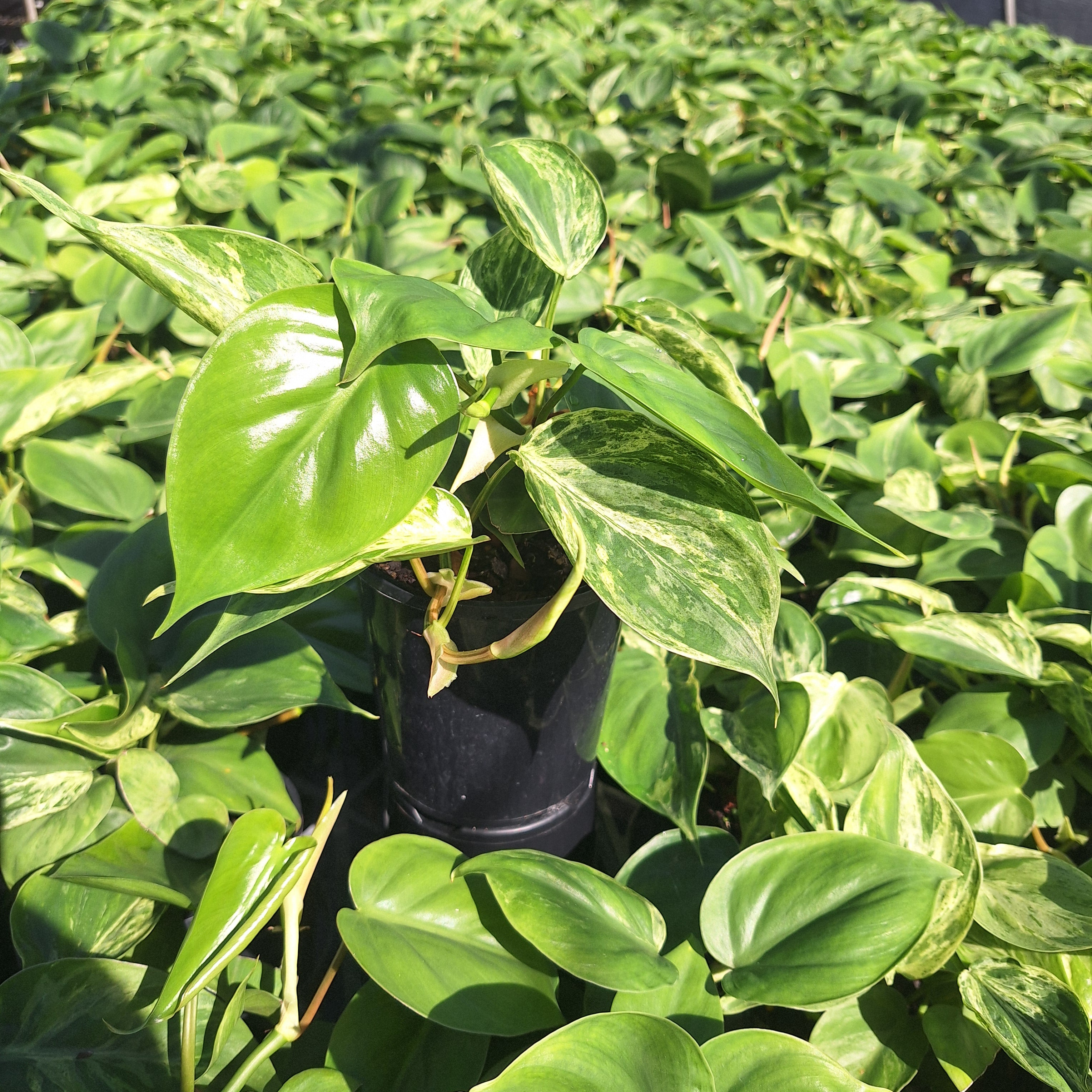 Philodendron hederaceum 'Variegata'