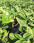 Philodendron hederaceum 'Variegata'