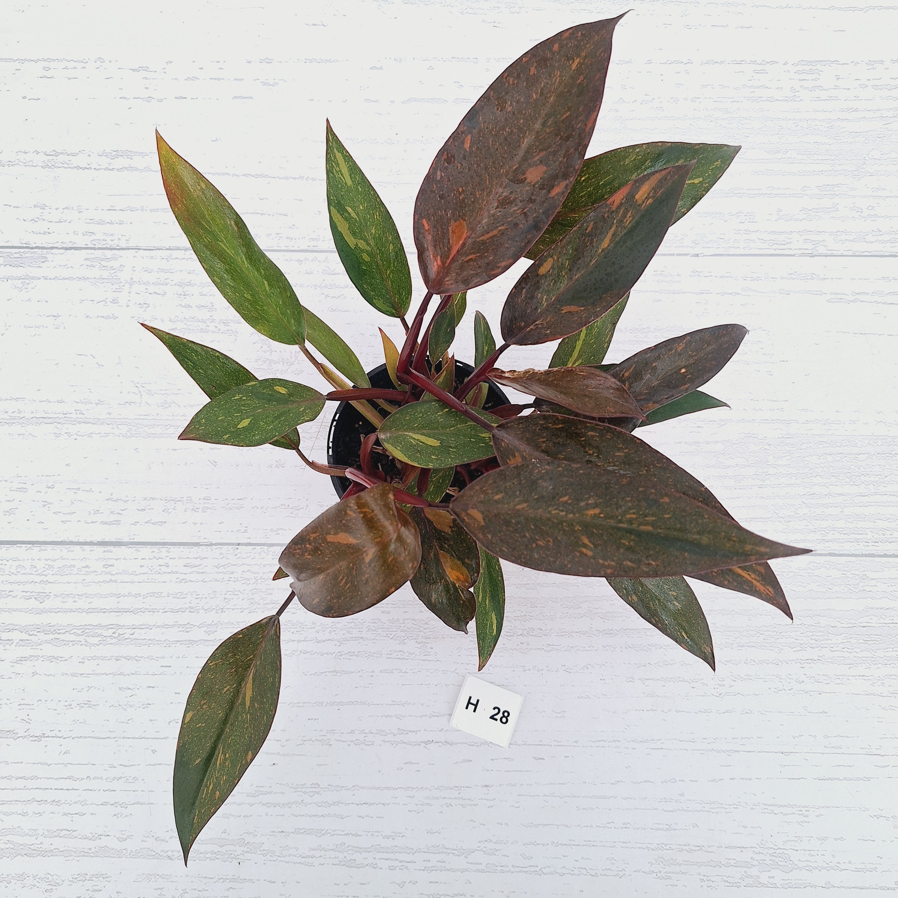 Philodendron 'Orange Princess' - FLASH SALE