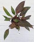 Philodendron 'Orange Princess' - FLASH SALE