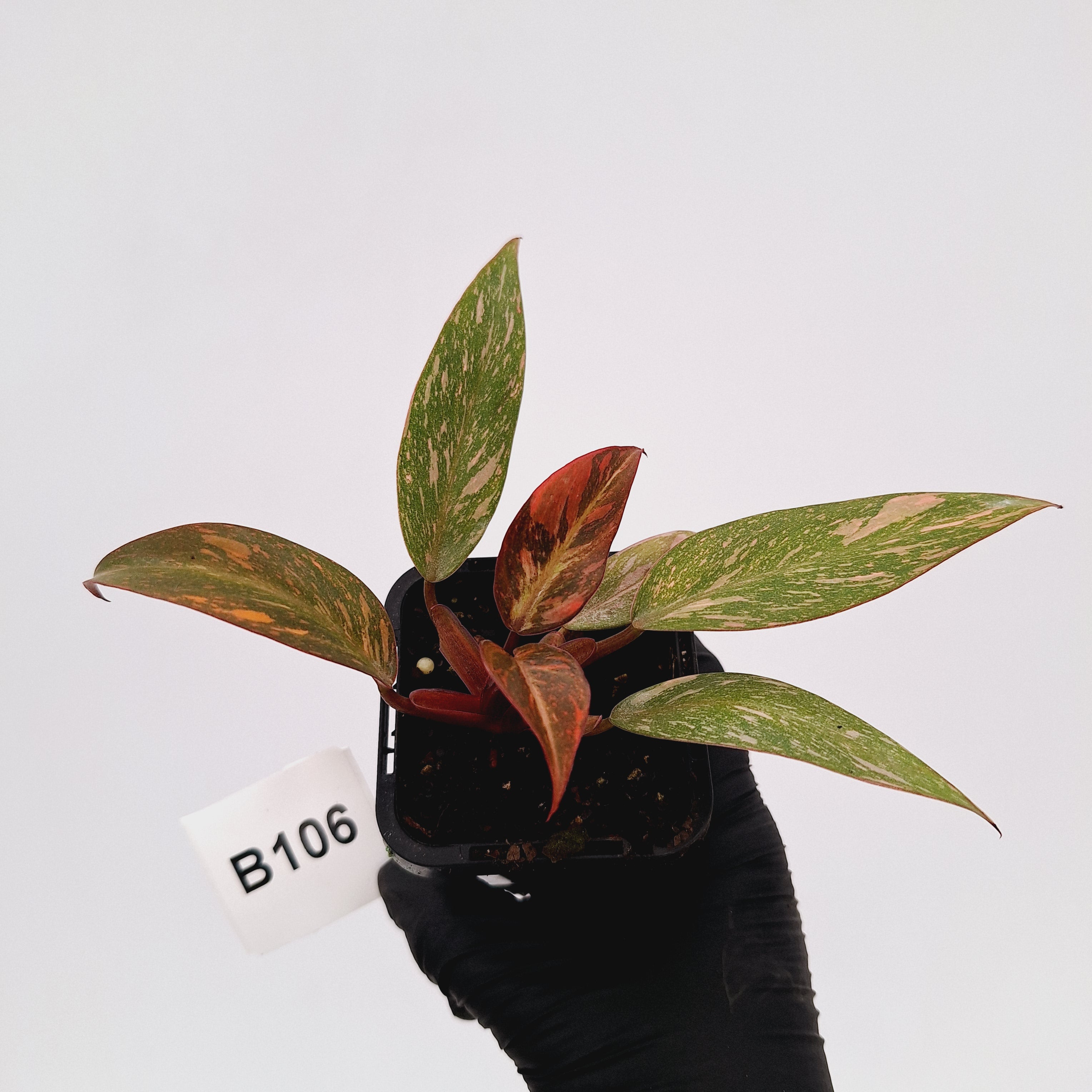 Philodendron 'Orange Princess'