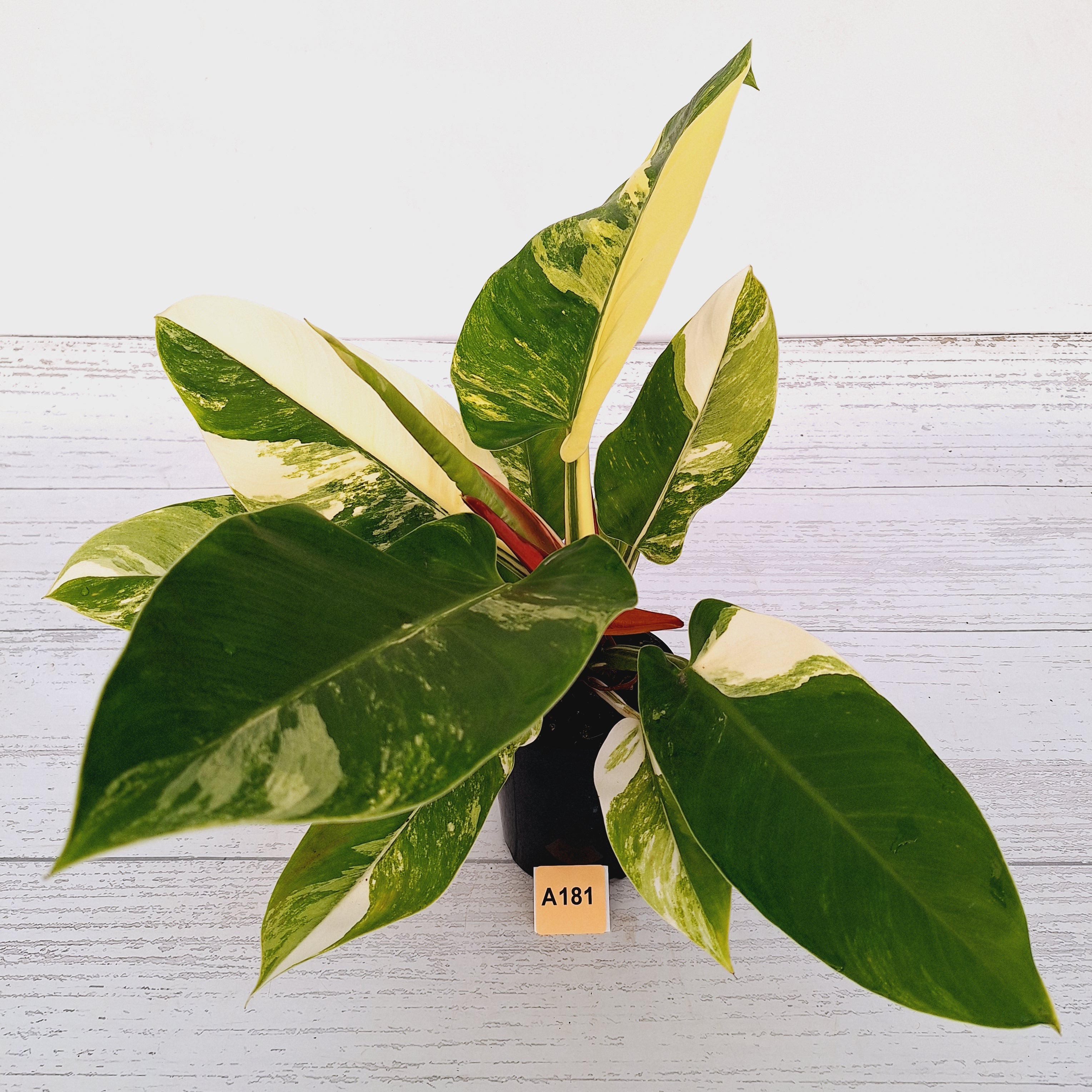 Philodendron imperial green variegata