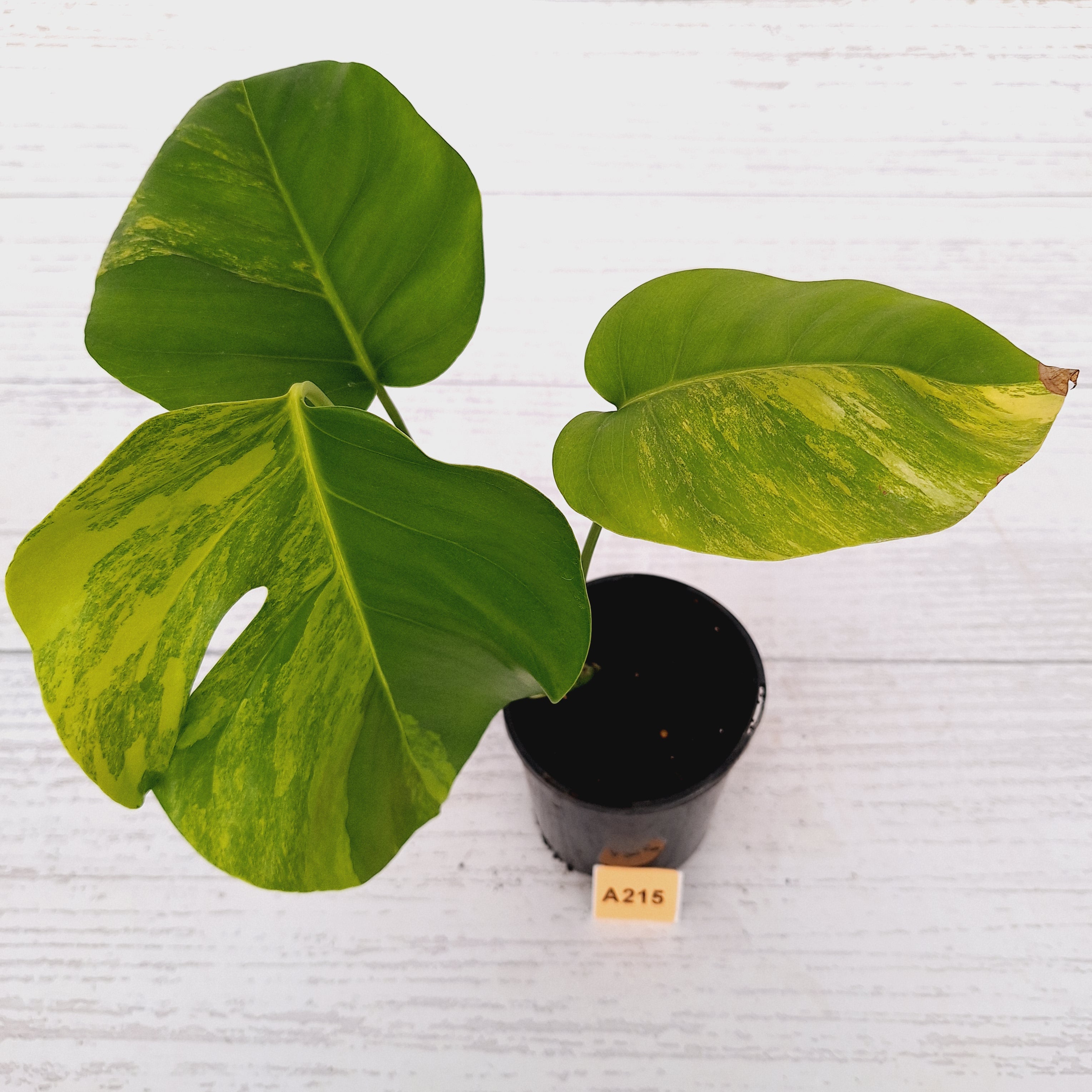 Monstera borsigiana &#39;Aurea&#39;