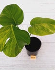 Monstera borsigiana 'Aurea'