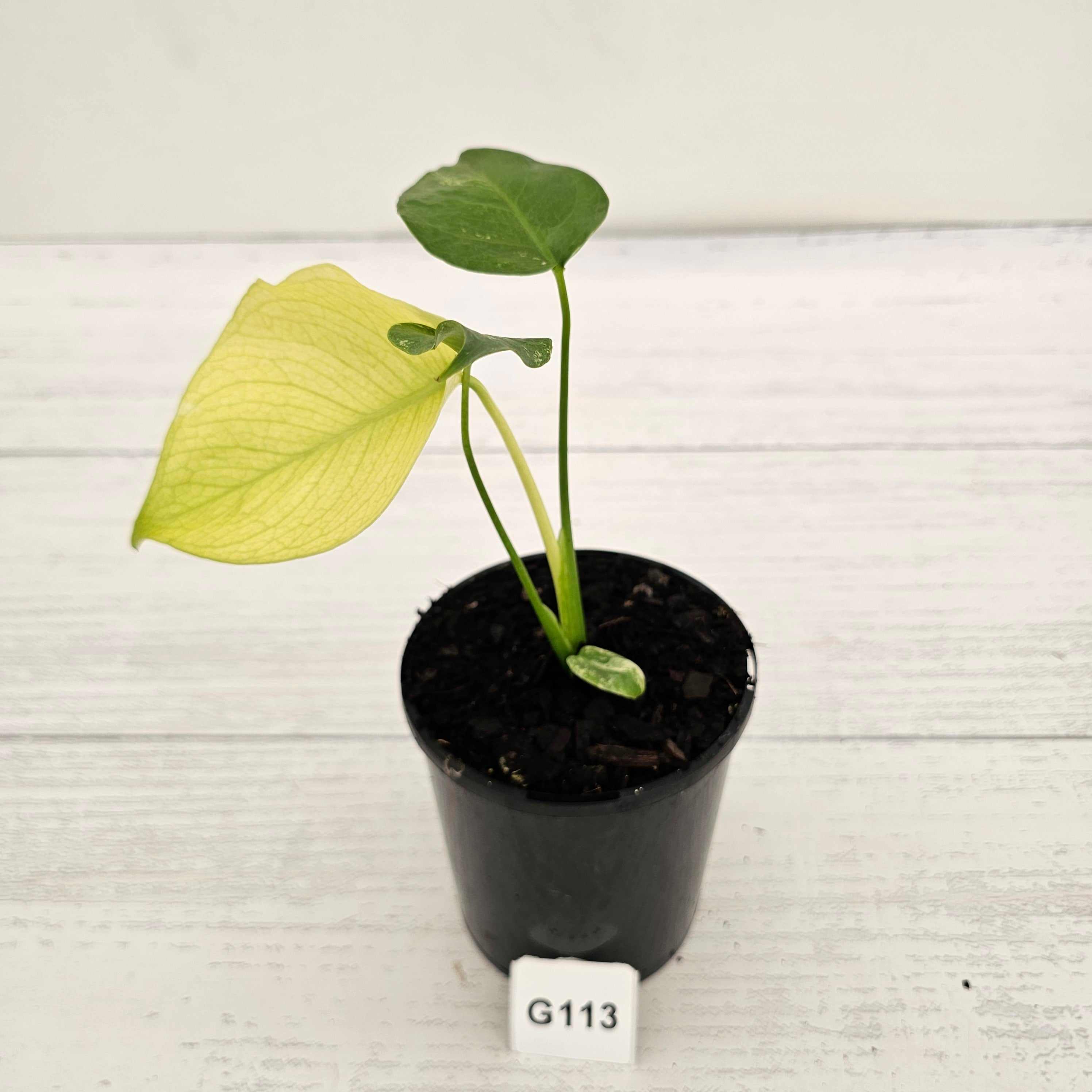 Monstera Deliciosa 'Mint'