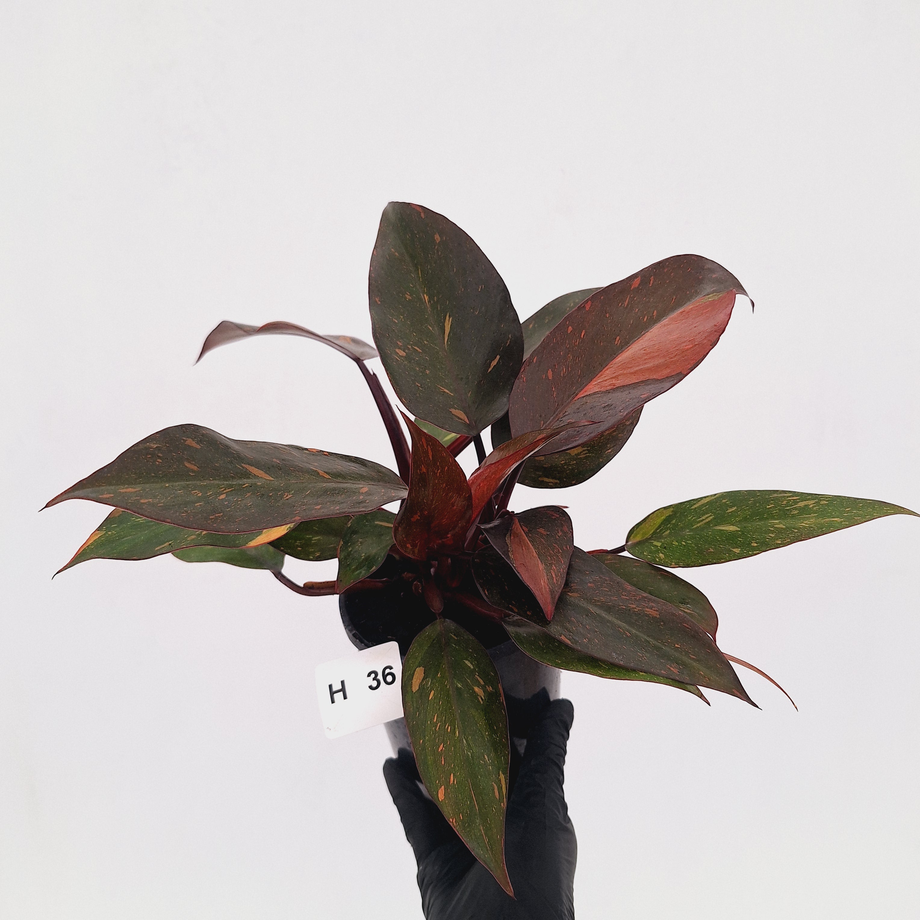 Philodendron 'Orange Princess' - FLASH SALE
