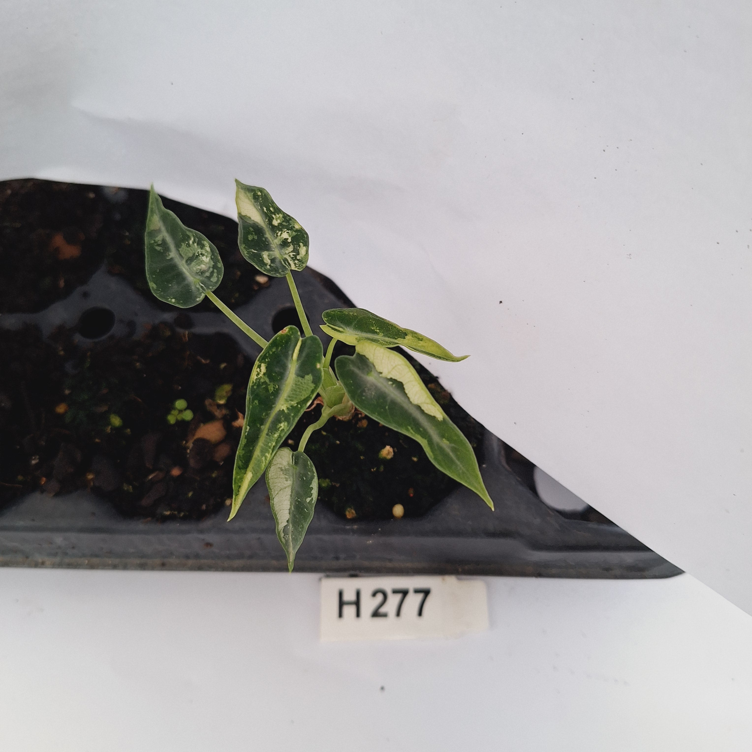 Alocasia Amazonica  bambino Variegata - Bare Bottom Baby - SALE