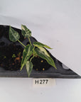 Alocasia Amazonica  bambino Variegata - Bare Bottom Baby - SALE