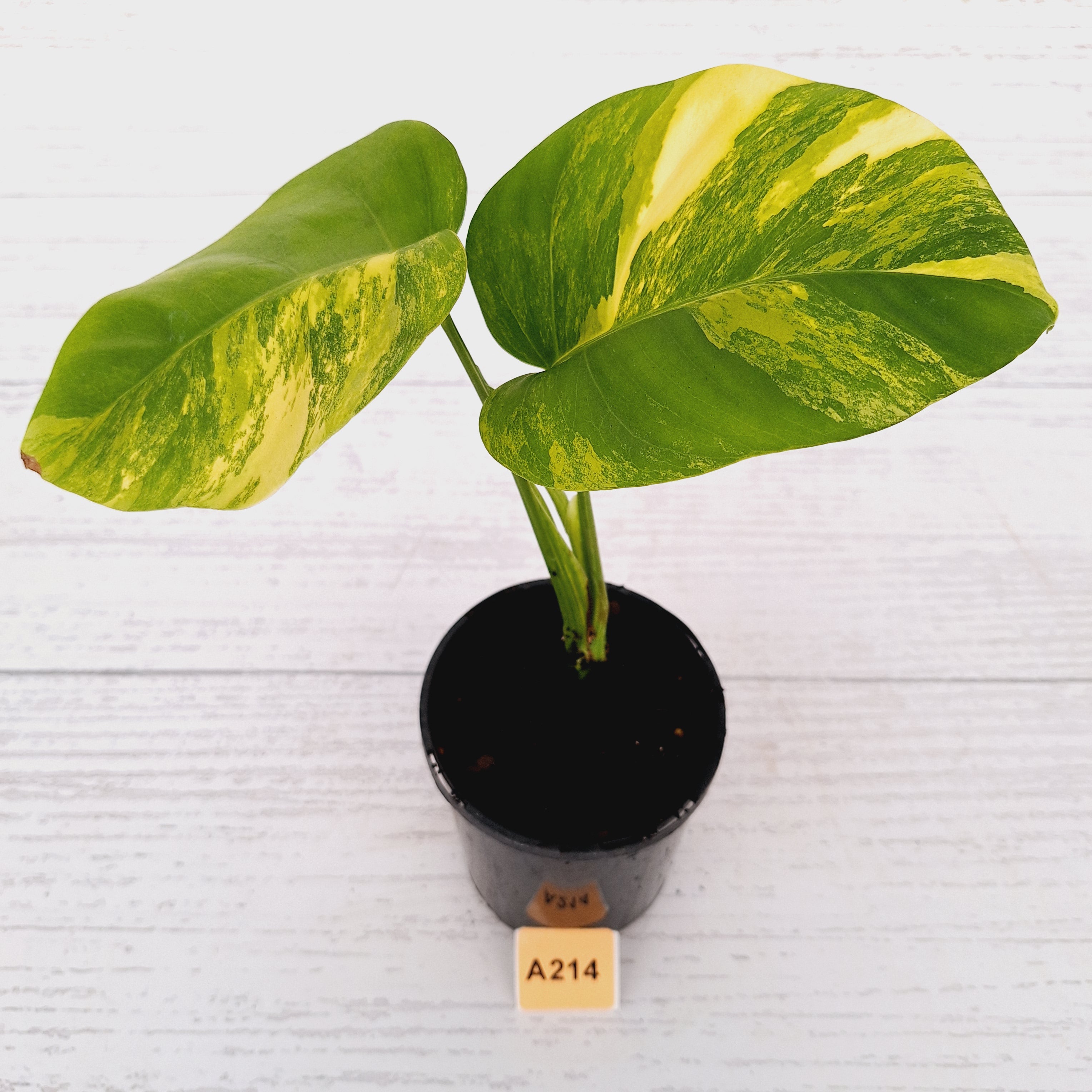 Monstera borsigiana &#39;Aurea&#39;