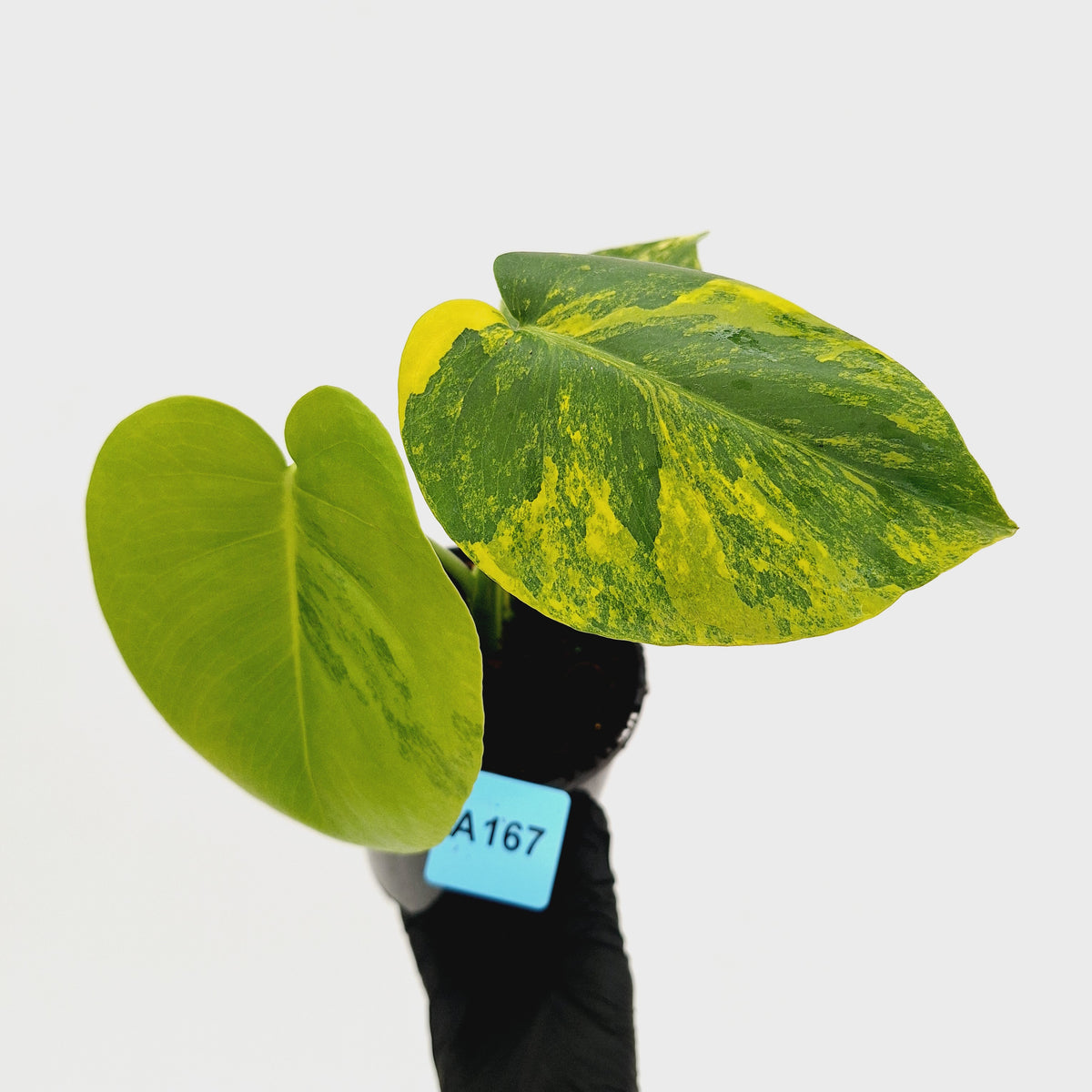 Monstera deliciosa Aurea 'Yellow Marilyn'