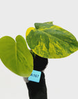 Monstera deliciosa Aurea 'Yellow Marilyn'