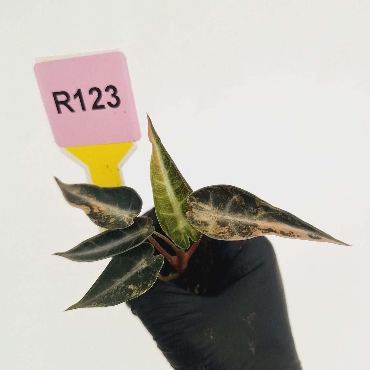 Alocasia Amazonica bambino Variegata - Bare Bottom Baby